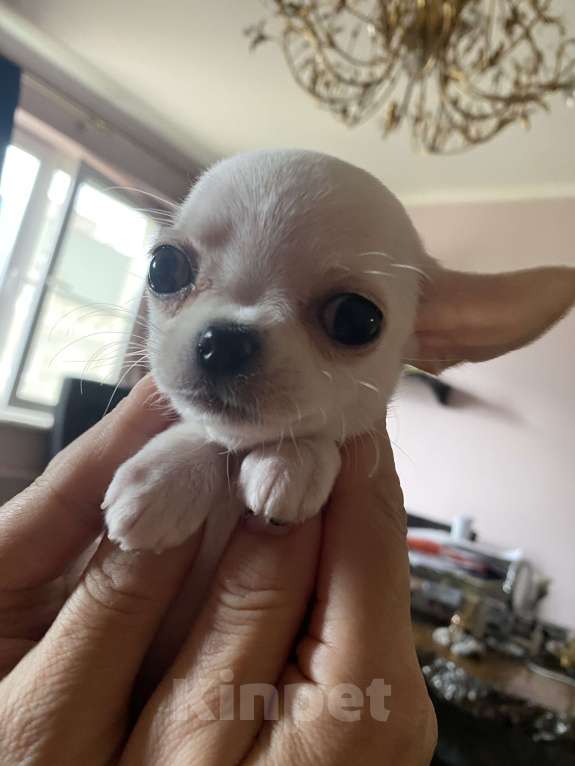 Собаки в других городах Московской области: Продам мини-мини чихуахуа Девочка, 70 000 руб. - фото 8