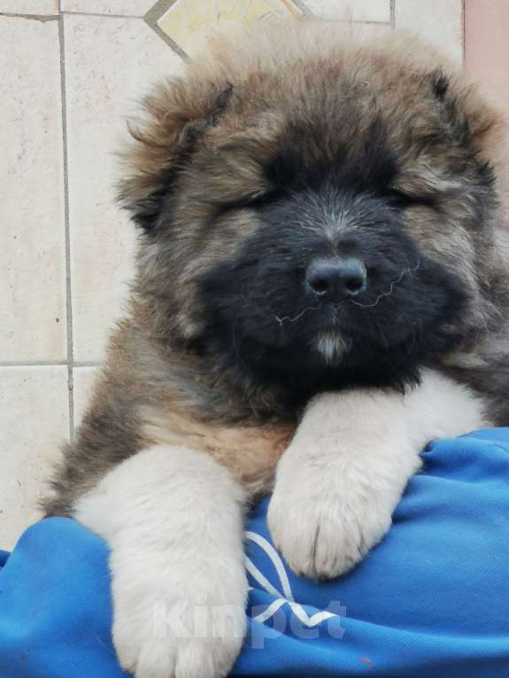 Собаки в Тольятти: Щенки Кавказской овчарки  Мальчик, 55 000 руб. - фото 4