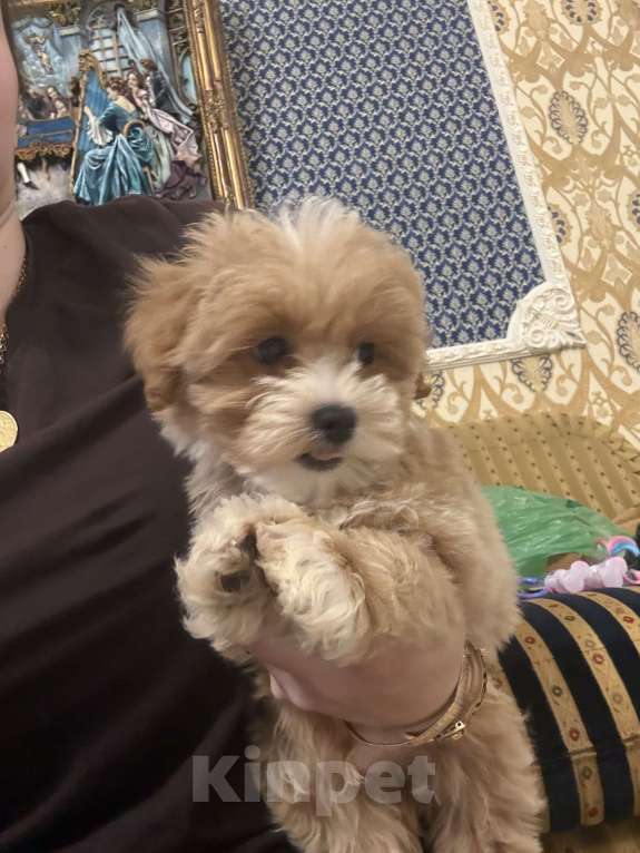 Собаки в Мытищах: Щенки мальтипу Девочка, 60 000 руб. - фото 1