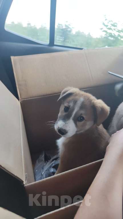 Собаки в других городах Московской области: Пупырка Девочка, Бесплатно - фото 4