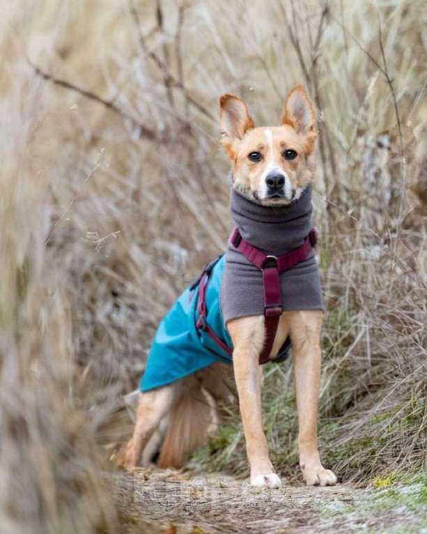 Собаки в Москве: Лили ищет дом! Девочка, Бесплатно - фото 1