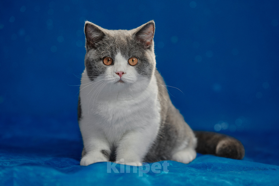 Кошки в Магнитогорске: Chelsi Marshmallow Девочка, 45 000 руб. - фото 2