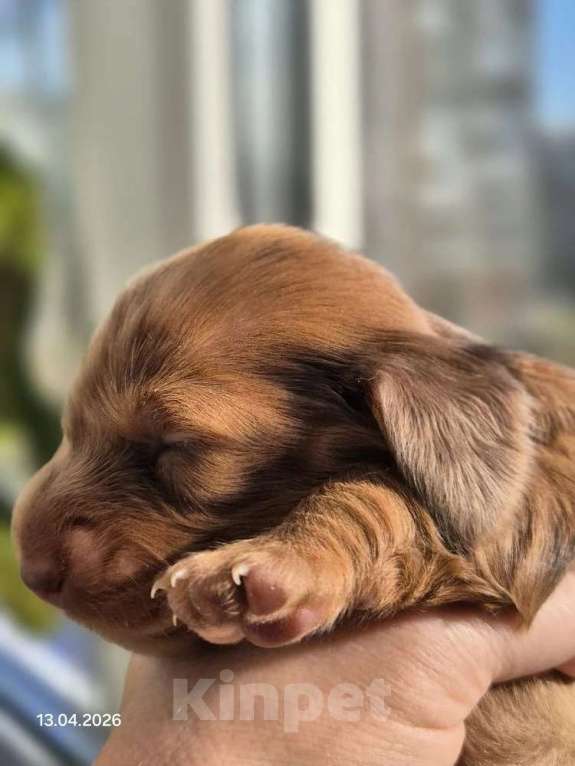 Собаки в Санкт-Петербурге: Мини такса рыже мраморная длш Девочка, Бесплатно - фото 2