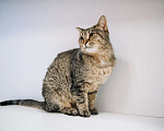 Кошки в Зеленограде: Глен ищет дом Девочка, Бесплатно - фото 8