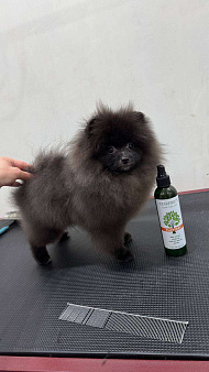 Щенки померанский шпиц, кобель, черный