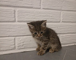 Кошки в Самаре: Котята в добрые руки Девочка, Бесплатно - фото 3