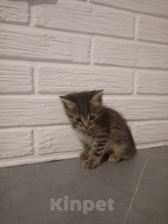 Кошки в Самаре: Котята в добрые руки Девочка, Бесплатно - фото 3