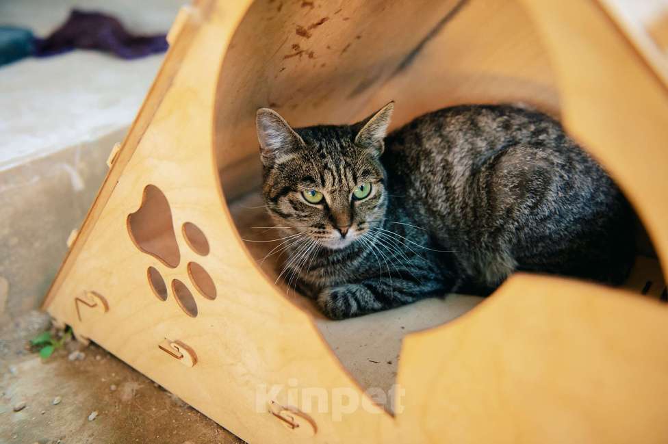 Кошки в других городах Московской области: Тигра в поисках дома Девочка, Бесплатно - фото 4