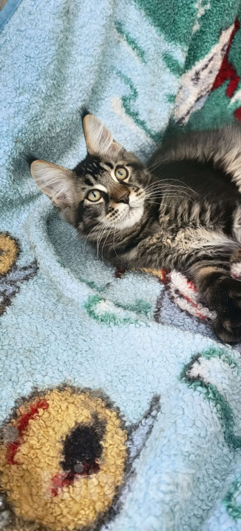 Кошки в Нижнем Новгороде: Полидакт мейн кун Мальчик, 30 000 руб. - фото 2