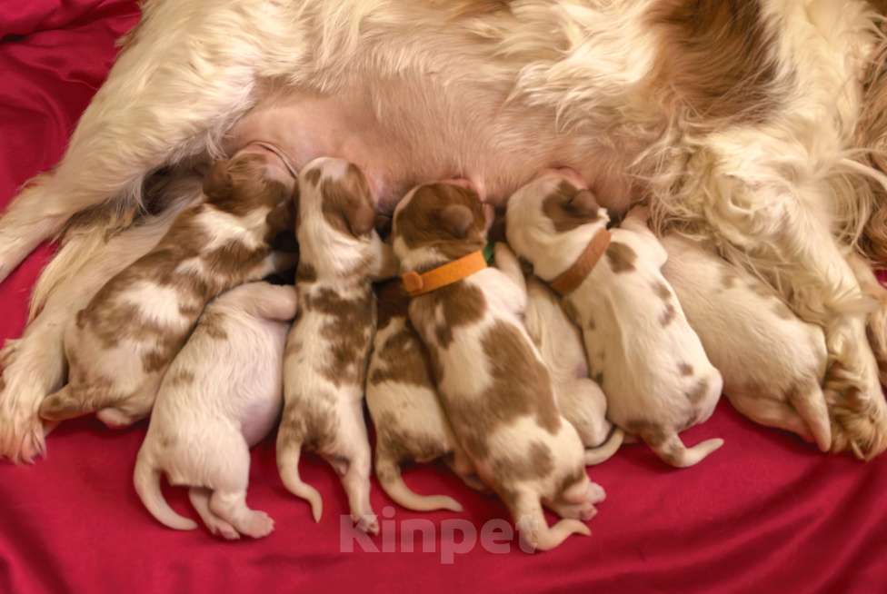 Собаки в Москве: Помет Кавалер Кинг Чарльз Спаниель на май Мальчик, 90 000 руб. - фото 5