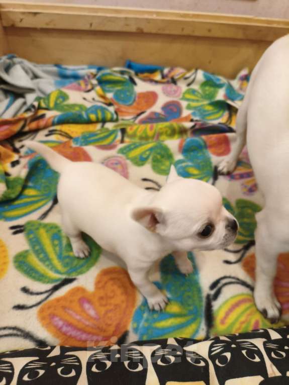 Собаки в Видном: Белоснежка Чихуахуа Девочка, 35 000 руб. - фото 4