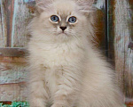 Кошки в Ливны: Невские маскарадные котята, 25 000 руб. - фото 5