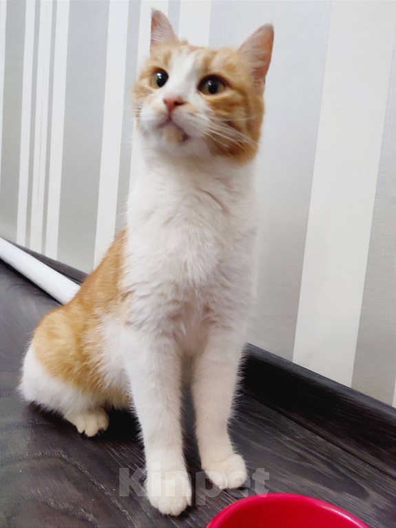 Кошки в Туле: Трогательная Сима ищет СВОЙ дом Девочка, Бесплатно - фото 2