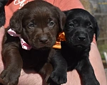 Собаки в Иваново: Продам щенков лабрадора Девочка, 50 000 руб. - фото 2