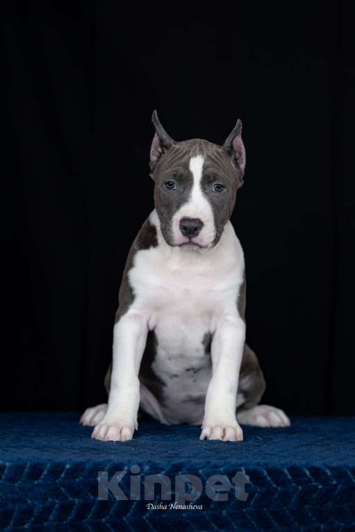 Собаки в Москве: Щенки американского стаффордширтерьера Девочка, 120 000 руб. - фото 2