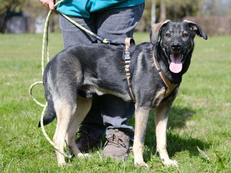 Собаки в Москве: Щенок Кай в добрые руки Мальчик, Бесплатно - фото 4
