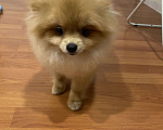 Собаки в Ухте: Померанский шпиц Девочка, 35 000 руб. - фото 1