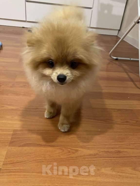 Собаки в Ухте: Померанский шпиц Девочка, 35 000 руб. - фото 1