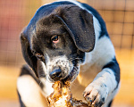 Собаки в Пушкино: Умница Каспер ищет дом Мальчик, Бесплатно - фото 1