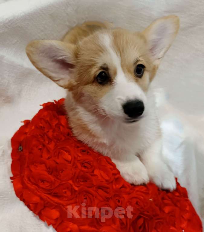 Собаки в Краснодаре: Девочка корги Девочка, 40 000 руб. - фото 8