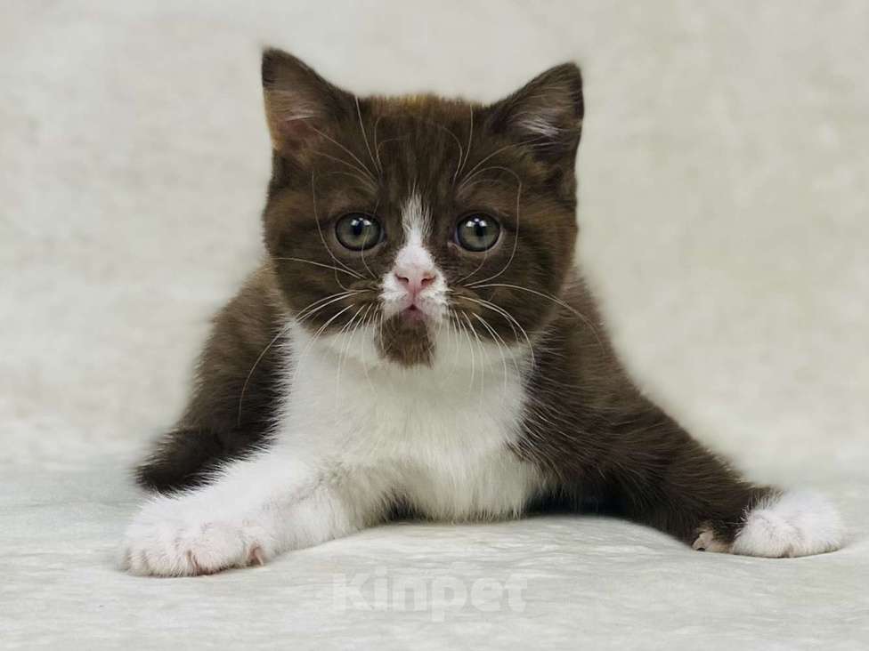 Кошки в Люберцах: Британская кошечка Девочка, 70 000 руб. - фото 1