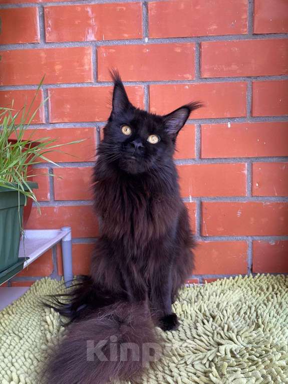 Кошки в Люберцах: Чистопородный Мейн Кун  Девочка, Бесплатно - фото 4