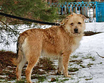 Собаки в Москве: Симпатичный бородатик Вульф всё ещё ждёт своего человека Мальчик, 10 руб. - фото 10