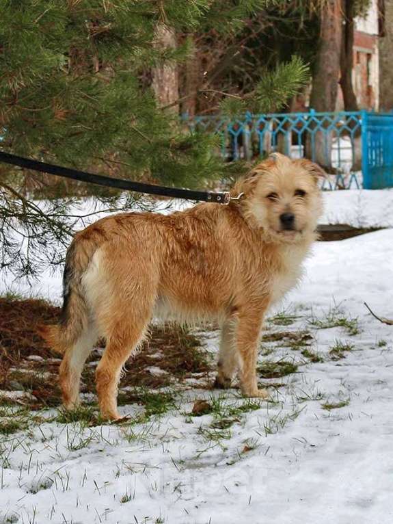 Собаки в Москве: Симпатичный бородатик Вульф всё ещё ждёт своего человека Мальчик, 10 руб. - фото 10