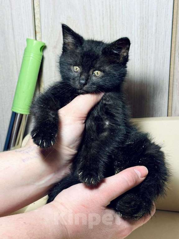 Кошки в Москве: Котёнок девочка в добрые руки  Девочка, Бесплатно - фото 3