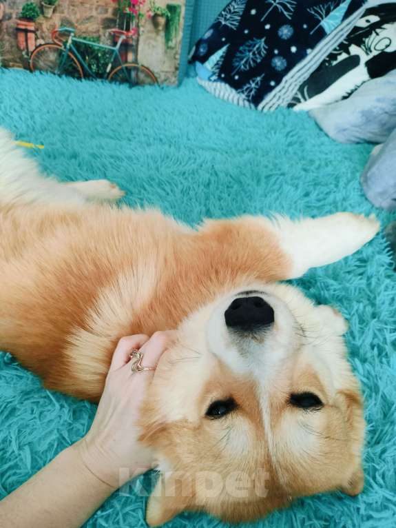 Собаки в Воронеже: Вельш корги пемброк натуральный бобтейл Девочка, 35 000 руб. - фото 2