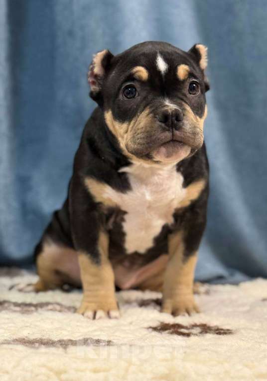 Собаки в Санкт-Петербурге: Продам Девочка, 100 000 руб. - фото 5