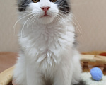 Кошки в Перми: Котенок Мейн Кун Девочка, 30 000 руб. - фото 3