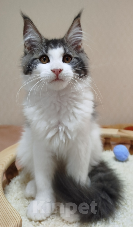Кошки в Перми: Котенок Мейн Кун Девочка, 30 000 руб. - фото 3
