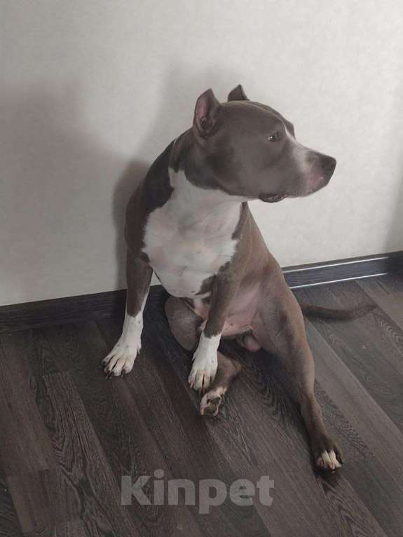 Собаки в Магнитогорске: Американский стаффордширский терьер.  Щенок Девочка, 13 000 руб. - фото 10