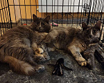 Кошки в Москве: Сестры близняшки  Девочка, Бесплатно - фото 4