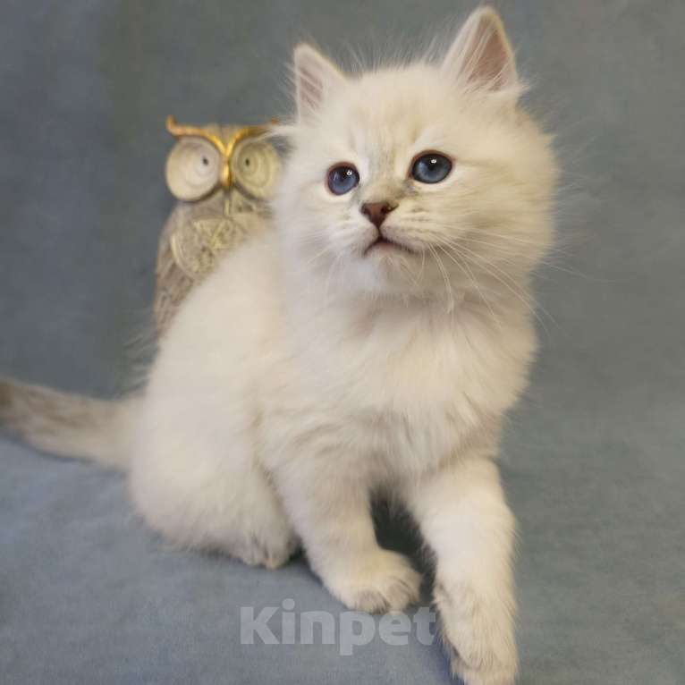 Кошки в Москве: Открыто резервирование невских маскарадных котят Мальчик, Бесплатно - фото 2