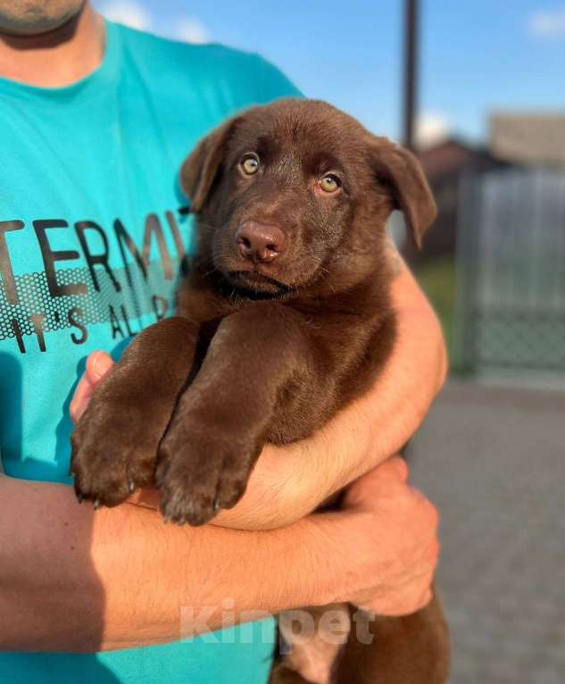 Собаки в Тосно: Щенки немецкой овчарки  Девочка, 35 000 руб. - фото 7