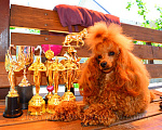 Собаки в Новороссийске: Той пудель красный (вязка) Мальчик, 30 000 руб. - фото 3