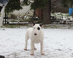 Собаки в Москве: Бультерьер Зара Девочка, Бесплатно - фото 2