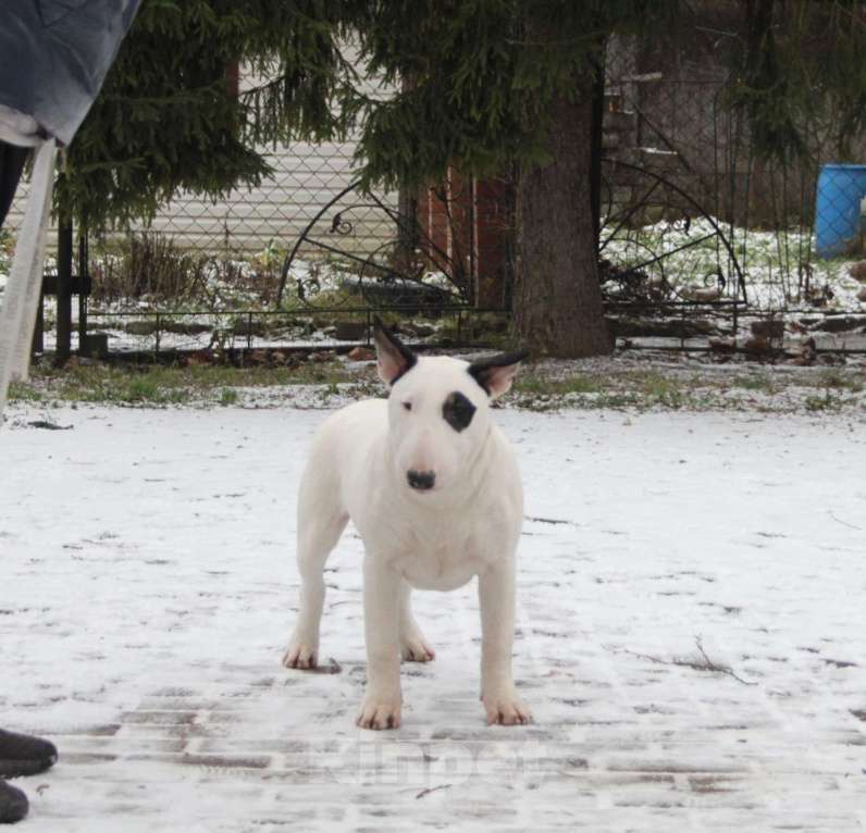 Собаки в Москве: Бультерьер Зара Девочка, Бесплатно - фото 2