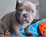 Собаки в Москве: Американский булли Микро Экзот Мальчик, 200 000 руб. - фото 4