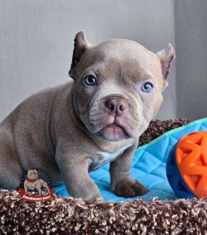 Собаки в Москве: Американский булли Микро Экзот Мальчик, 200 000 руб. - фото 4