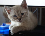 Кошки в Саратове: Рождественский котёнок Мальчик, 20 руб. - фото 9
