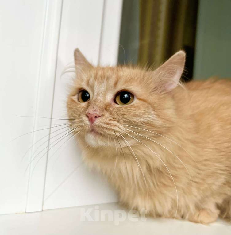 Кошки в Москве: Рыжая солнечная кошечка Мандаринка в добрые руки Девочка, Бесплатно - фото 4