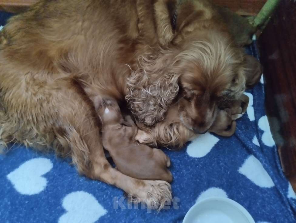 Собаки в Саратове: Мальчик рыженький, один только в помете Мальчик, 20 000 руб. - фото 1