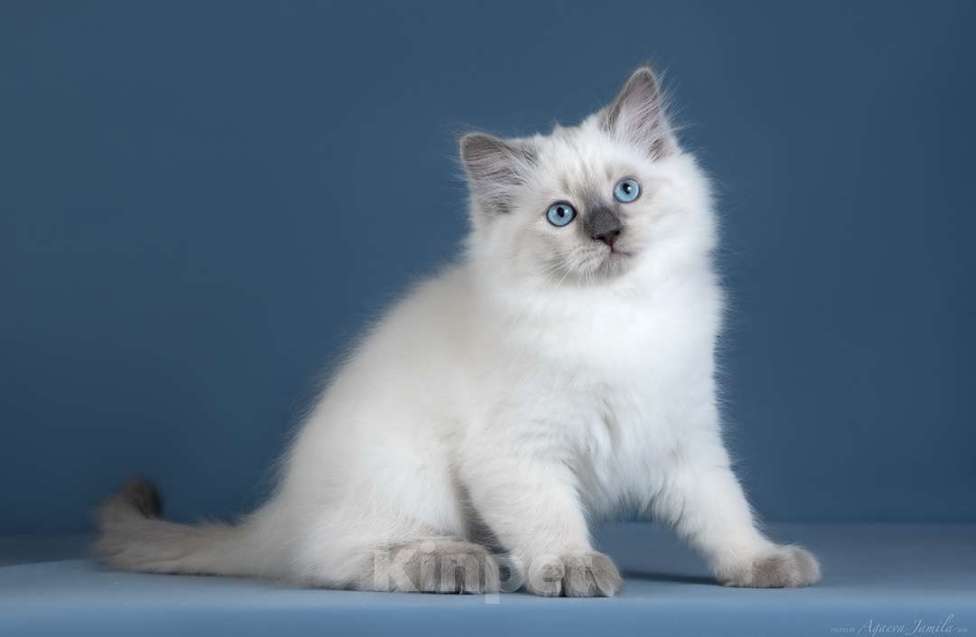 Кошки в Москве: Невская кошечка Девочка, Бесплатно - фото 1