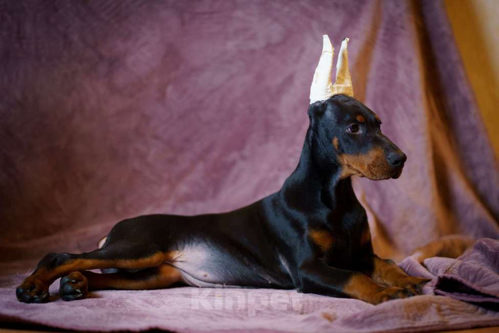 Собаки в Москве: Щенок добермана, девочка Девочка, 100 000 руб. - фото 3