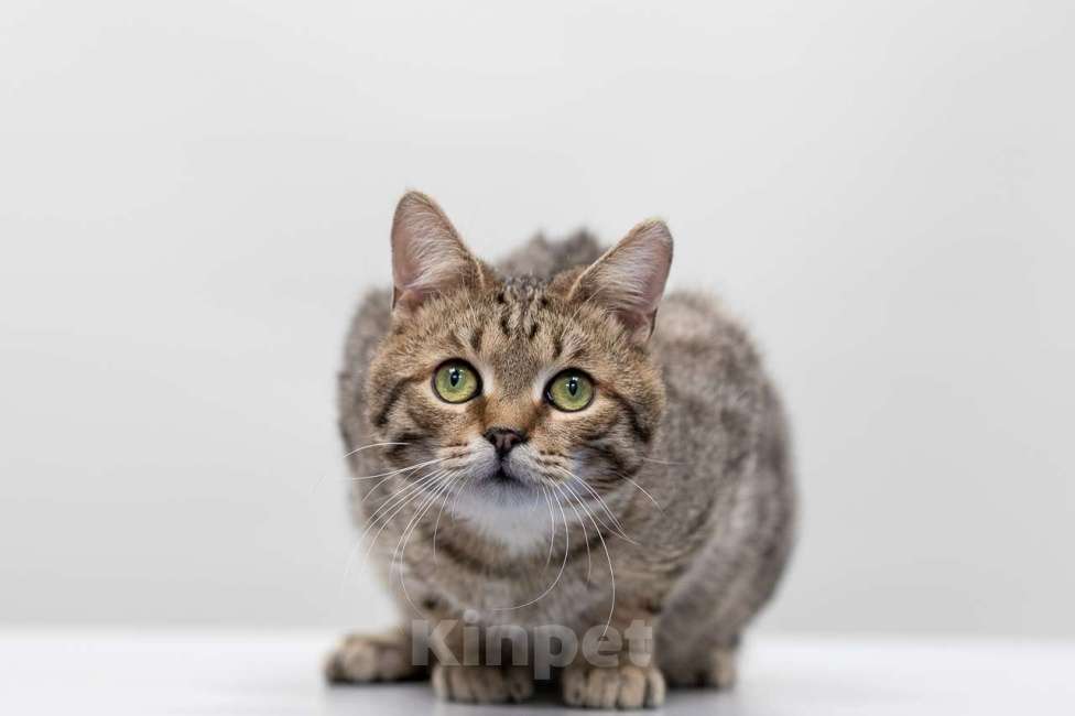 Кошки в Москве: Кот Раф в добрые руки Мальчик, Бесплатно - фото 5