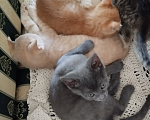 Кошки в Москве: Котёнок в добрые руки Мальчик, Бесплатно - фото 10