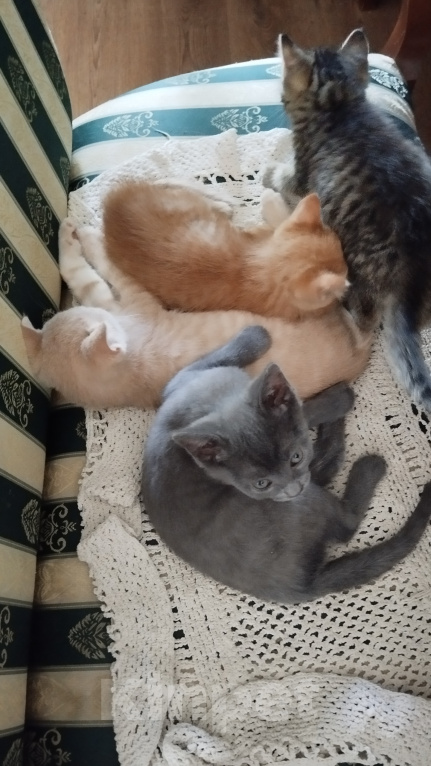 Кошки в Москве: Котёнок в добрые руки Мальчик, Бесплатно - фото 10